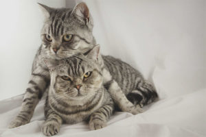Paano makakuha ng isang pusa na may pusa sa unang pagkakataon