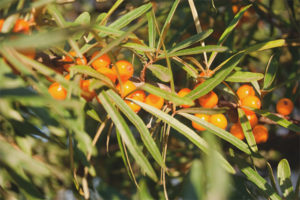 Kailan mangolekta at kung paano matuyo ang mga dahon ng buckthorn ng dagat