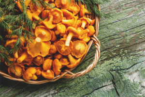 Chanterelles mula sa mga parasito