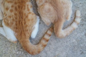 Bakit ang isang pusa ay nangangailangan ng isang buntot