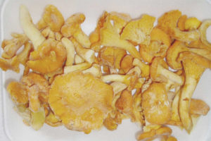 Bakit ang chanterelles mapait pagkatapos ng pagyeyelo
