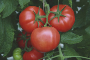 Ang basket ni Tomato Lola