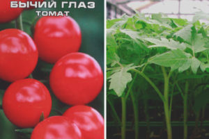 Mata ni Tomato Bull