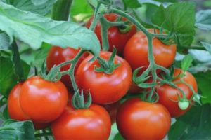 Tomato Magandang F1