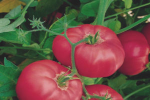Tomato Mahal na Panauhin