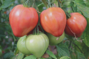 Tomato Soul ng Siberia