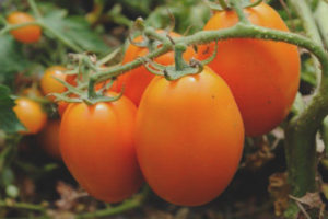 Tomato Elisa