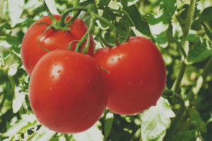 Tomato Heneral