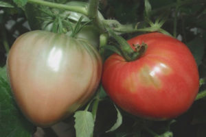 Tomato Soberanong F1