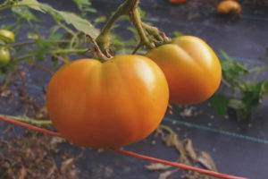 Tomato Bilang ng mga Eagles
