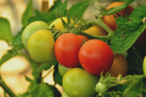 Tomato Hunyo