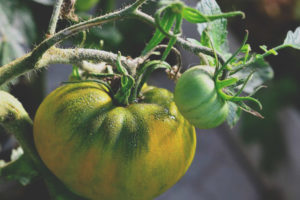 Tomato Irish Alak