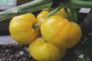 Tomato Kazakhstan dilaw
