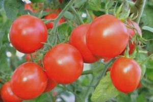 Tomato Kagandahan F1