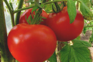 Pera ng Tomato