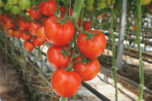 Tomato True Kaibigan