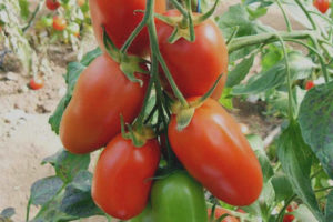 Tomato Gwapo