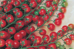 Tomato Red buwig