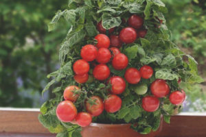 Tomato Lukoshko sa bintana