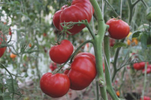 Pagmamahal ni Tomato mom
