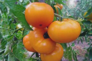 Tomato Marmalade Dilaw