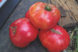 Millionaire ng Tomato