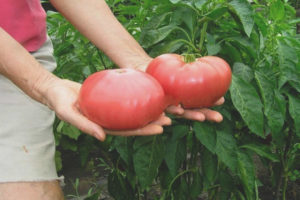 Tomato Aking pamilya