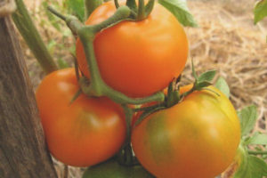 Tomato Monastic na pagkain