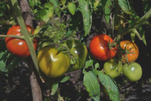 Mga Tomato Orlet
