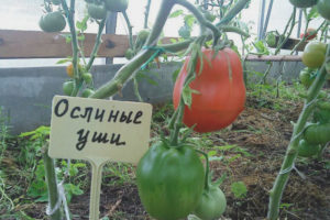 Mga Tomato Donkey Ears