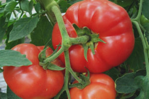 Unang Grado Tomato