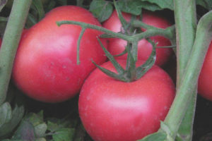 Ang Tomato Pink natatanging F1
