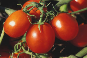 Masipag na manggagawa sa Tomato