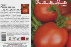 Tomato Maagang Pag-ibig