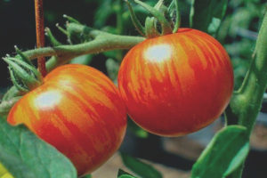 Tomato Grouse