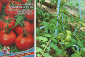 Tomato Sugar Bibig
