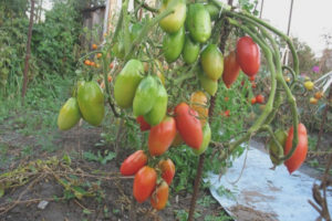 Tomato North Kagandahan