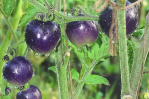 Tomato Blue bungkos F1