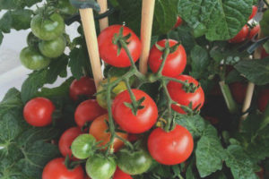 Tomato matamis na ngipin