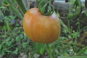 Tomato Slavic obra maestra