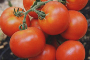Mga Tomato Pagsubok F1