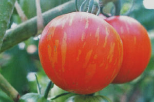 Tato Tomato
