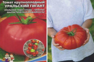 Higanteng Tomato Ural
