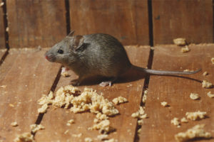 Mouse ng bahay