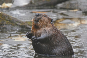 Canada beaver
