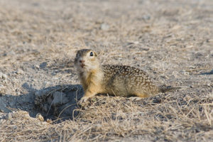 Speckled ground ardilya