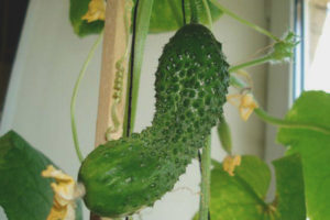 Cucumber Balkonahe Wonder F1