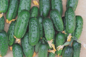 Pinagpapala ka ng pipino