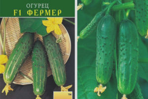 Magsasaka ng pipino F1
