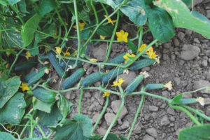 Pipino Carolina F1